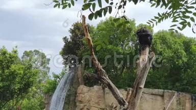 在一个大型瀑布的背景下，黑猴子睡在野生动物公园的干燥树干上。